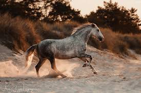 Finde illustrationen von pferd galopp. Andalusier Im Galopp Am Strand Zum Sonnenaufgang Schimmel Apfelschimmel Pre Pferd Bilder Foto Fotografie Pre Pferde Pferdefotos Pferde Fotografie