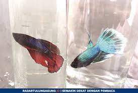 Itulah kenapa manajemen pemasaran sangat penting untuk menentukan aneka strategi agar produk diterima dan menarik perhatian calon konsumen. Bisnis Ikan Cupang Betta Modal Minim Laba Tiga Kali Lipat
