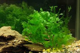 Image result for Lomariopsis warneckei