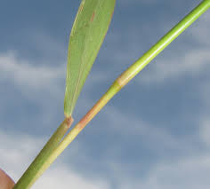 Image result for Hyparrhenia cymbaria