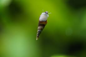 The most common aquarium pest snails are malaysian trumpet snails, these are they will actively dig into and oxygenate the substrate and eat up algae on the glass, decor and plants. Fish That Eat Snails The Pet Supply Guy