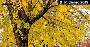 Females send up slender green shoots along with the new leaves. The Female Ginkgo Tree S Acrid Smell Of Success The New York Times