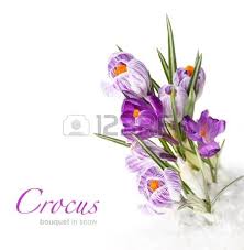 Image result for crocus flower pic