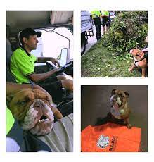 If you're looking for a commercial green waste. Rubbish Removal South Eastern Suburbs Rubbish