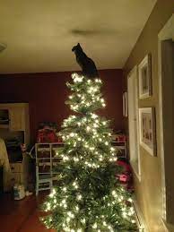 I Am The Star Christmas Cats Cat Christmas Tree Christmas Animals