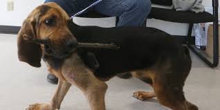 Jul 21, 2004 · 25 of 79. Warren County Sheriff Adopts Dog He Helped Save