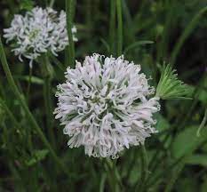 More images for barbara's buttons plant » Barbara S Buttons Puffballs White Barbara S Buttons Marshallia Caespitosa Plant List Plants Texas Native