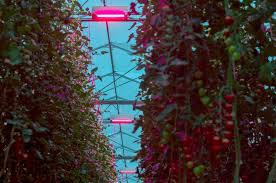The carbon arc light, which consists of an arc between carbon electrodes in air, invented by humphry davy in the first decade of the 1800s, was the first practical electric light. Water Cooled Led Grow Lights Oreon