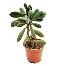 Image result for Senecio propior