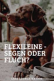 Flexileine Segen Oder Fluch Leinenfuhrigkeit Hunde Hundeerziehung In 2020 Hundehaltung Leinenfuhrigkeit Hundeprodukte
