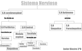 Encéfalo (cerebro, cerebelo, tallo encefálico) y médula espinal. Esquema Sistema Nervioso Javi