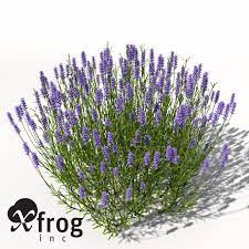Lavender Lavandula Angustifolia 18 To 28 Lavender Plant Planting Flowers Tree Photoshop