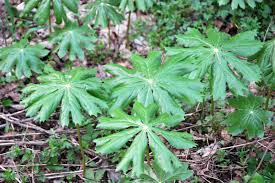 Image result for Tragus pedunculatus