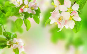 Siapa pun yang melihatnya akan di buat terpukau dengan. Wallpaper Daun Daun Makanan Kedalaman Lapangan Bunga Bunga Alam Cabang Buah Hijau Bunga Sakura Mekar Musim Semi Menanam Flora Daun Bunga Bunga Liar Menghasilkan Botani Tanaman Tanah Tanaman Berbunga Belukar Fotografi Makro 1920x1200
