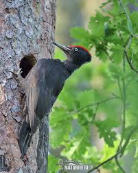 Il picchio nero da noi é in aumento poiché in questi anni si sono tagliati molti alberi, e nel ceppo che rimane, degradandosi ospita. Picchio Nero Foto Immagini
