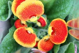 Image result for Calceolaria