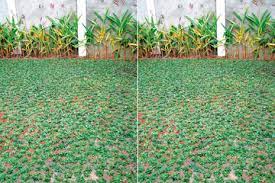 Liputan6.com, jakarta hamparan rumput hijau di pekarangan rumah, selain menyejukkan mata juga menambah keindahan tampilan rumah. 7 Langkah Menanam Rumput Gajah Mini Minim Perawatan Saat Musim Hujan Semua Halaman Idea
