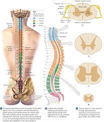 13 2 The Spinal Cord Is Surrounded By Three Meninges And Has Spinal Nerve Roots Spinal Nerve Cranial Nerves Anatomy Spinal