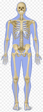I end up going all the way and scultped this human skeleton with as much detail as i could. Human Anatomy Png Images Pngwing