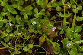 Image result for Craterostigma nummulariifolium