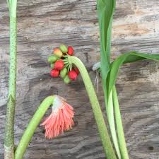 Image result for Scadoxus