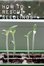 How To Rescue Your Seedlings Tomato Seedlings Tomato Garden Vegetable Garden
