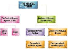 The nervous system consists of your brain and all the nerves throughout your body. Structure Of The Nervous System Tutor2u