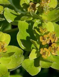 Image result for Euphorbia neopolycnemoides