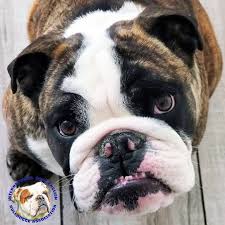 The stars of this website are two famous bulldog show dogs, snow white and wildflower. Utah Vermont Virginia Washington