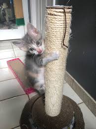 Plus, check out the other top options that owners are calling their pandemic pets. Anyone Have Any Cute Names For This Little Girl I M Getting Her Sometime Later Next Week And I Want To Name Her Something Cute And Maybe Cottagecore Sounding Catnames