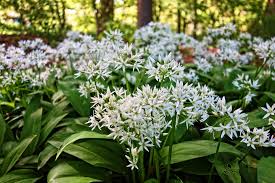 Image result for Allium ursinum