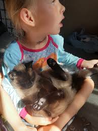 I feel like an failure as an pet parent and makes me sad i about 2 weeks me  and my 2 kitties mally and halo will be homeless! Honestly though just me