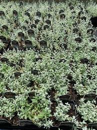 Image result for Cerastium