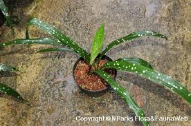 Image result for Ecbolium hastatum