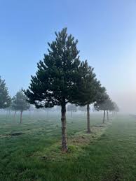 Image result for Pinus