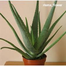 Check spelling or type a new query. Pohon Lidah Buaya Hias Aloevera Tanaman Hias Shopee Indonesia