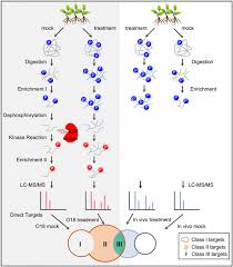 Check spelling or type a new query. Mapping Proteome Wide Targets Of Protein Kinases In Plant Stress Responses Pnas