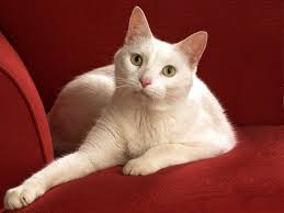 Image result for petite chat blanc