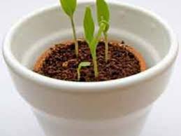 Alibaba.com offers 1,883 planter cell tray products. Cells Flats Or Pots Horticulture