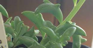 Dolphin Succulents Are Our New Houseplant Obsession Plants Planting Succulents House Plants