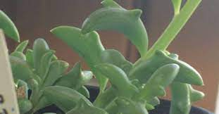 If you liked those you're in for a real treat because someone just shared a pic of succulent plants that look like dolphins and the japanese are going crazy about them! Dolphin Succulents Are Our New Houseplant Obsession Dolphin Succulent Succulents Plants