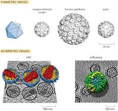 How Big Are Viruses