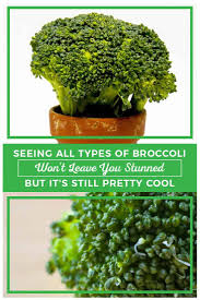 Broccoli may be direct sown or started indoors early for fall and spring crops, or purchased as transplants for a fall crop. Learning To Spot The Different Types Of Broccoli Properly Rooted