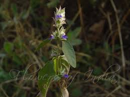 Image result for Rungia