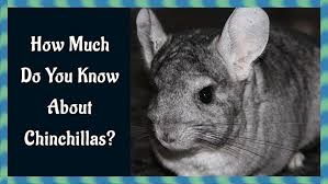 Read on for some hilarious trivia questions that will make your brain and your funny bone work overtime. How Much Do You Know About Chinchillas Trivia Quiz