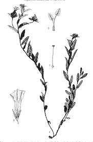 Image result for Ixora kalehensis