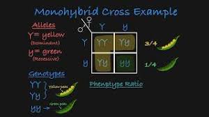 Year 11 genetics monohybrid crosses answers 1. Worksheet Monohybrid Cross Worksheet Answer Key Grass Resep Kuini