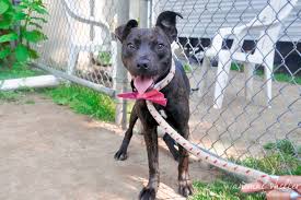 Our adoption centers in detroit, westland and howell are accepting walk ups for pet adoptions with the following restrictions. Summer Of Love Pet Adoption Long Island Weekly