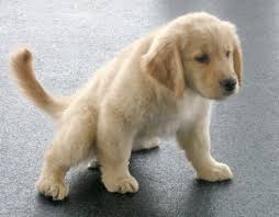Low prices on ebay · free shipping available · huge savings You Should Never Adopt A Golden Retriever Here Are 40 Reasons Why Small Joys