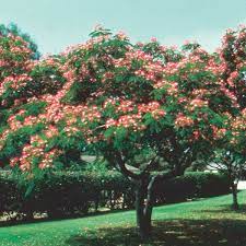Albizia Mimosa Silk Tree Albizia Julibrissin My Garden Life House Tree Plants Trees To Plant Mimosa Tree